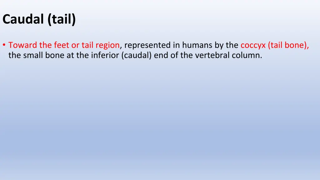 caudal tail