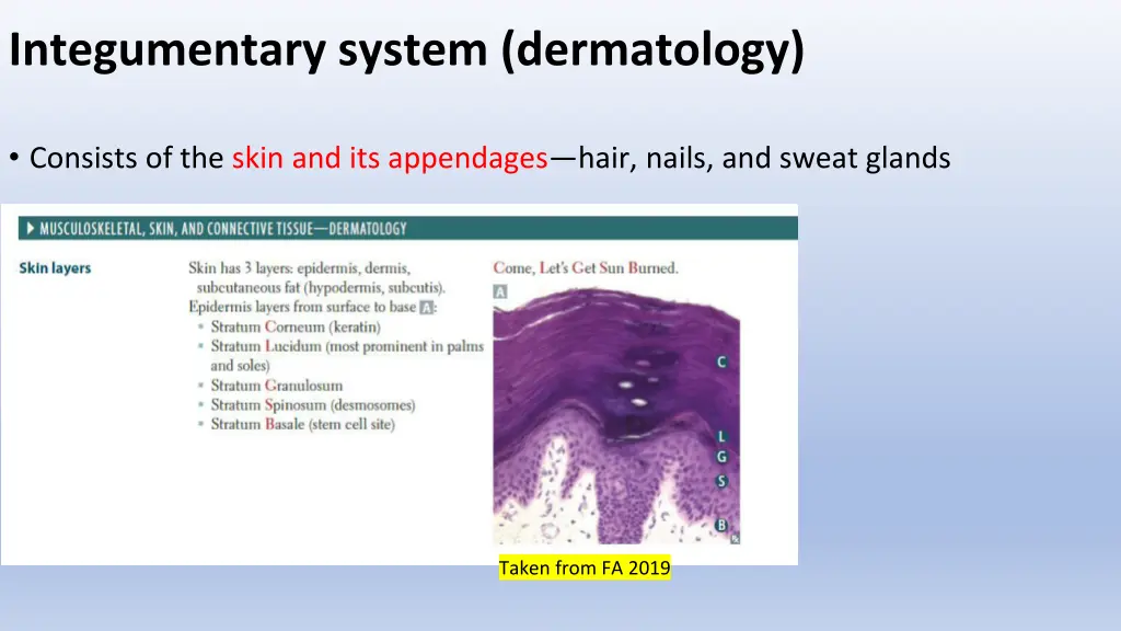 integumentary system dermatology