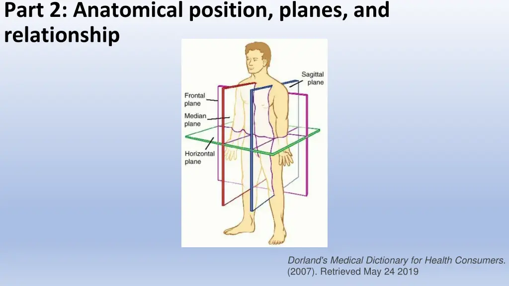 part 2 anatomical position planes and relationship