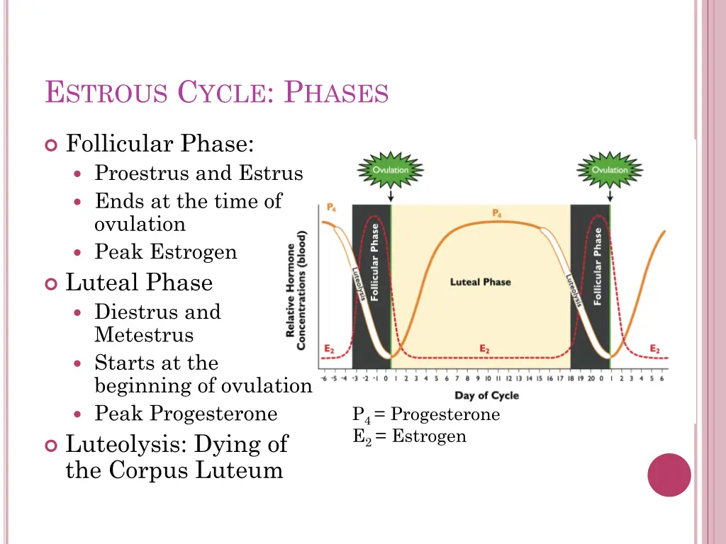 e strous c ycle p hases