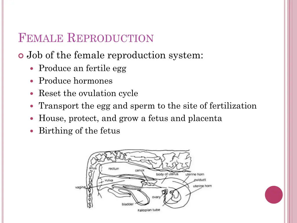 f emale r eproduction