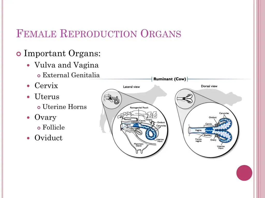 f emale r eproduction o rgans