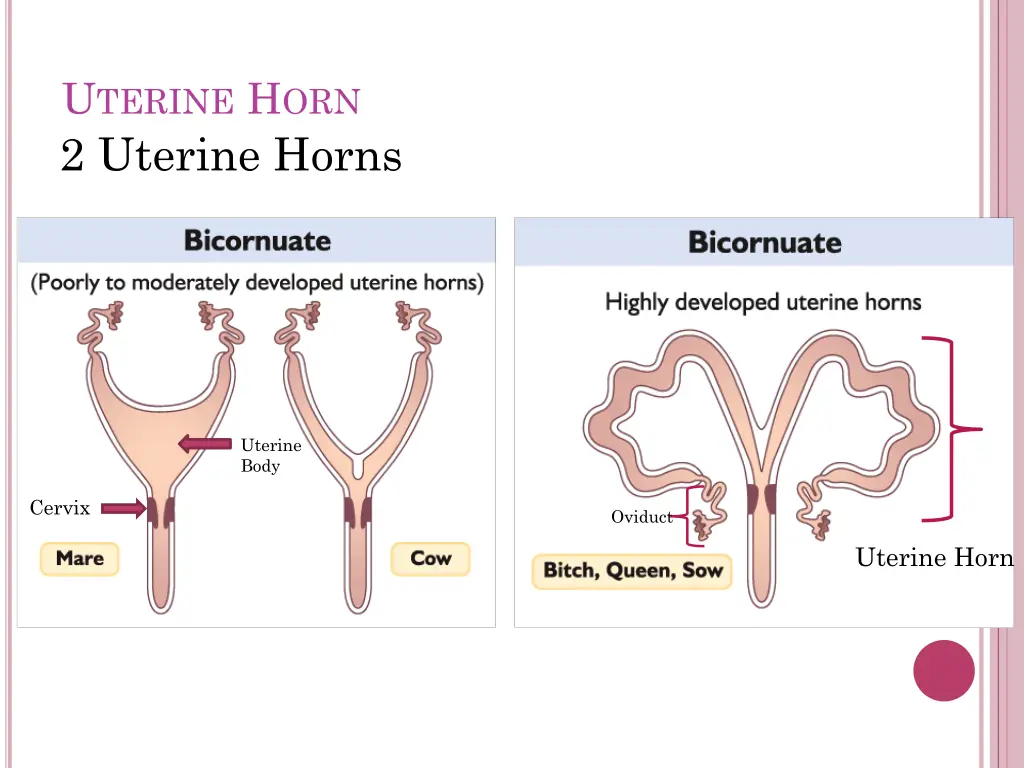 u terine h orn 2 uterine horns