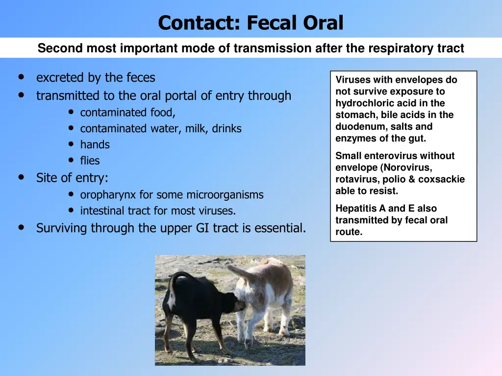 contact fecal oral