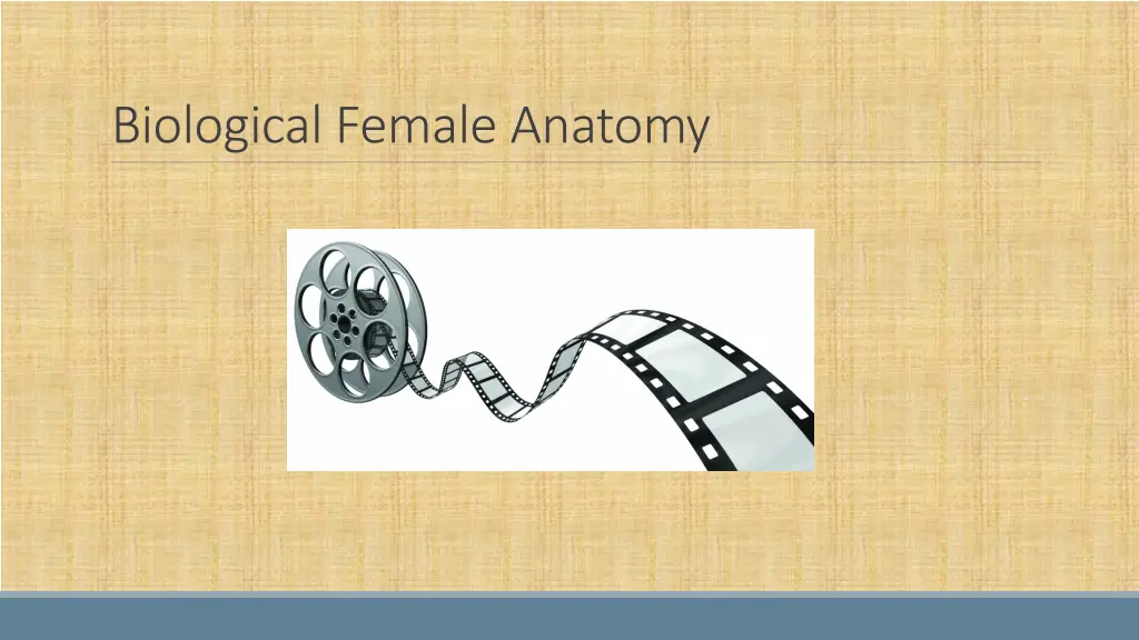 biological female anatomy