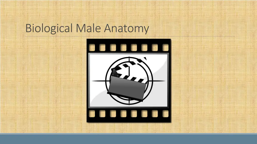 biological male anatomy