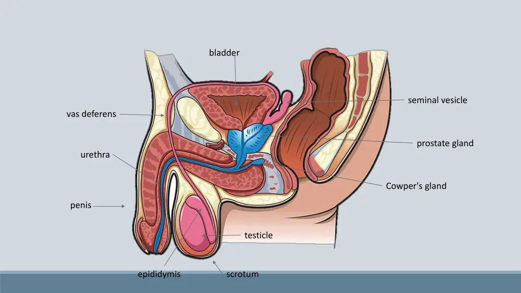 bladder