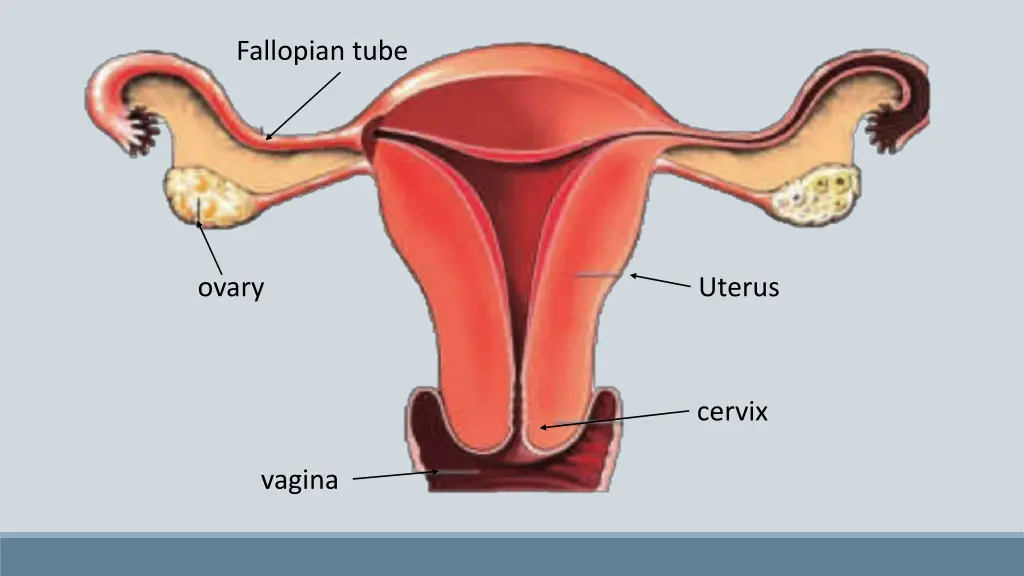 fallopian tube