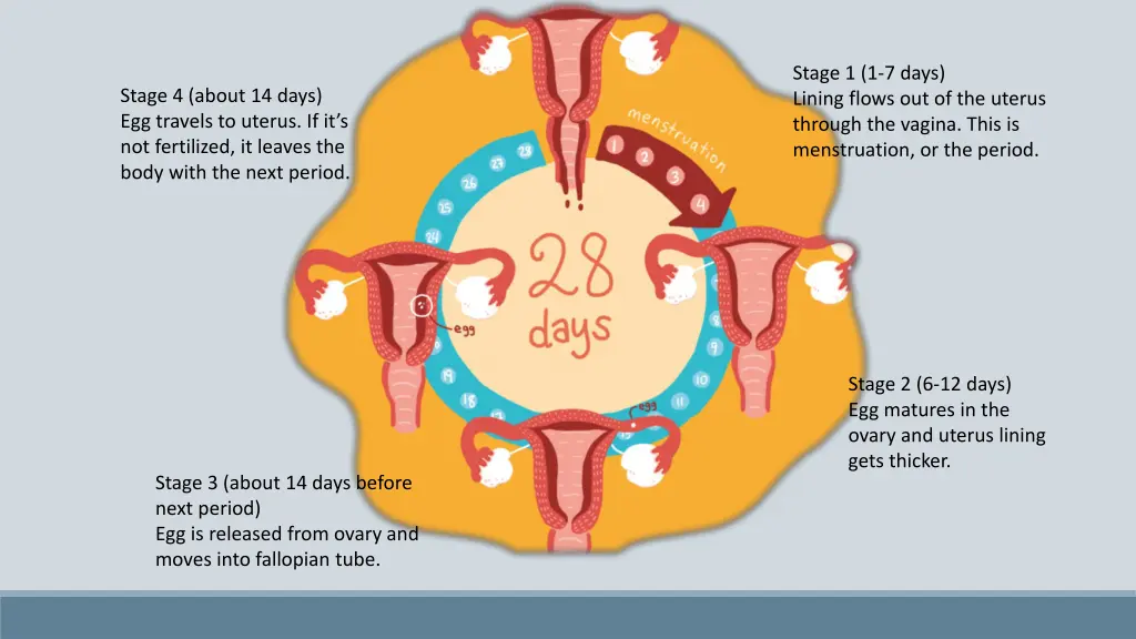 stage 1 1 7 days lining flows out of the uterus