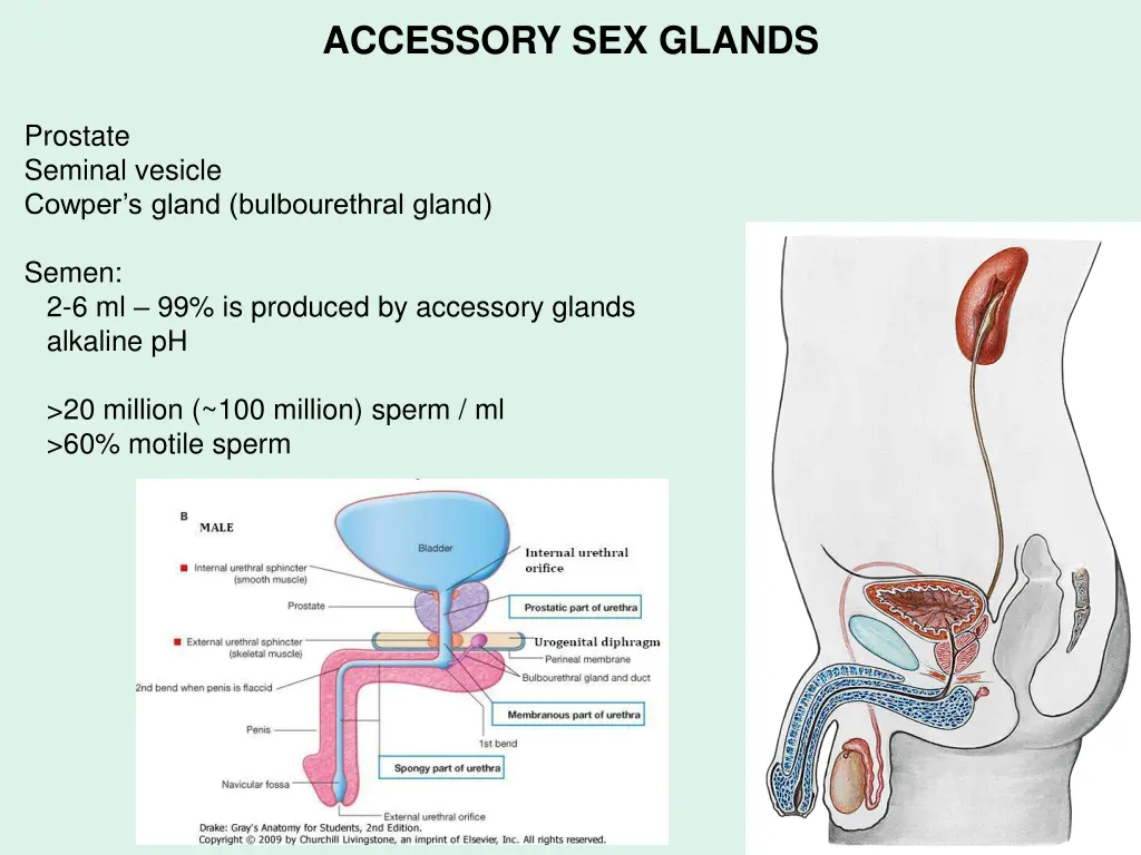 accessory sex glands