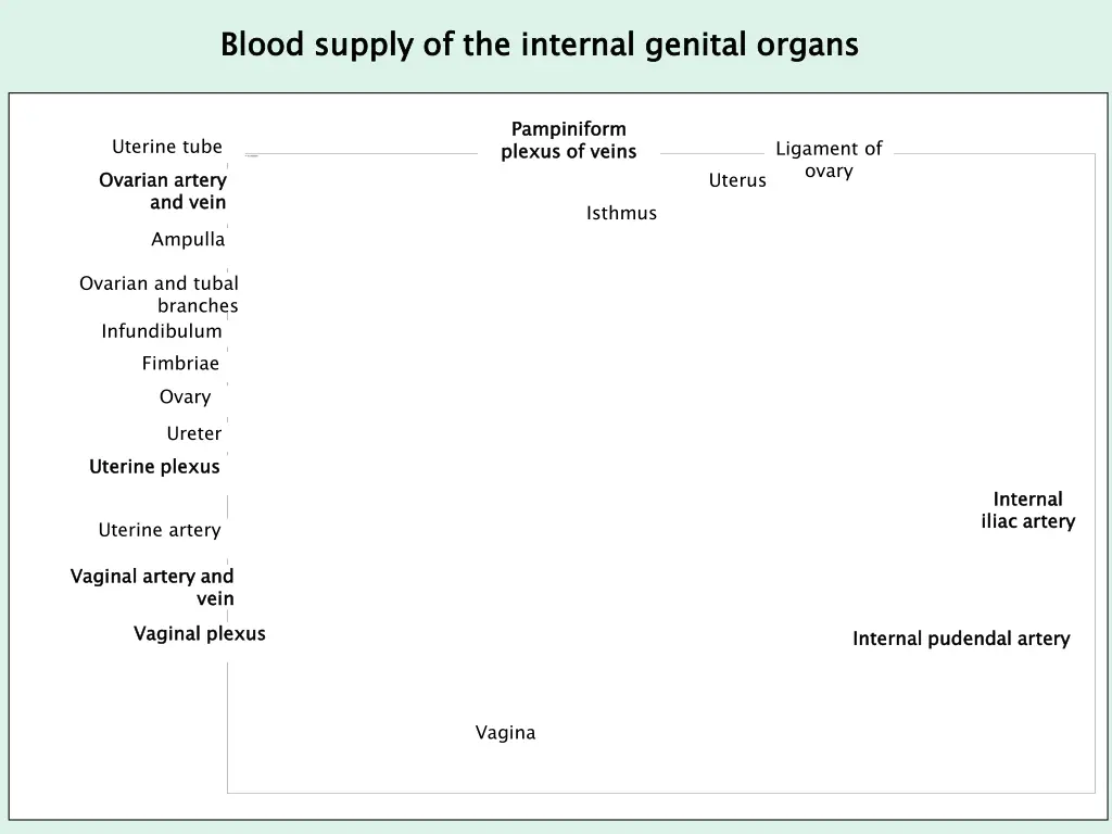 blood supply of the internal genital organs