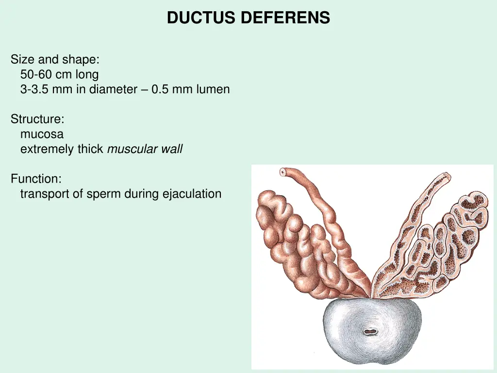 ductus deferens