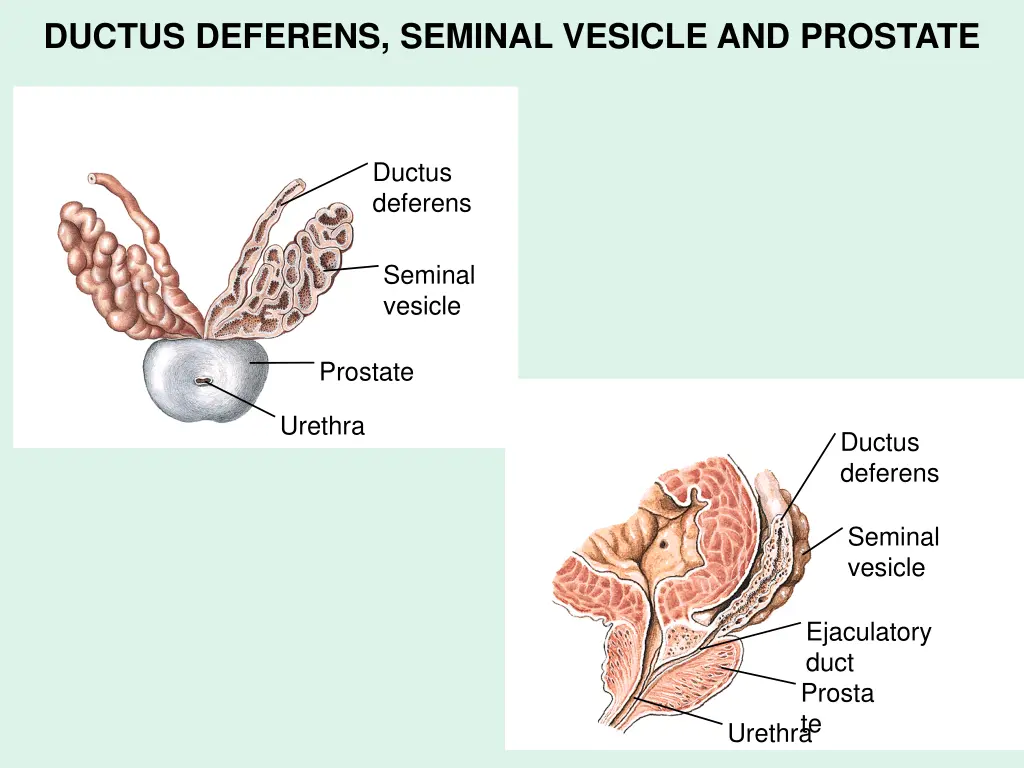 ductus deferens seminal vesicle and prostate