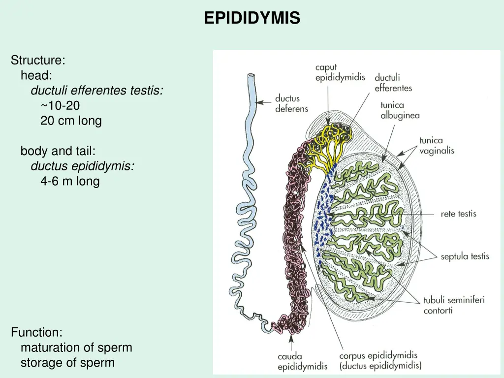 epididymis 1