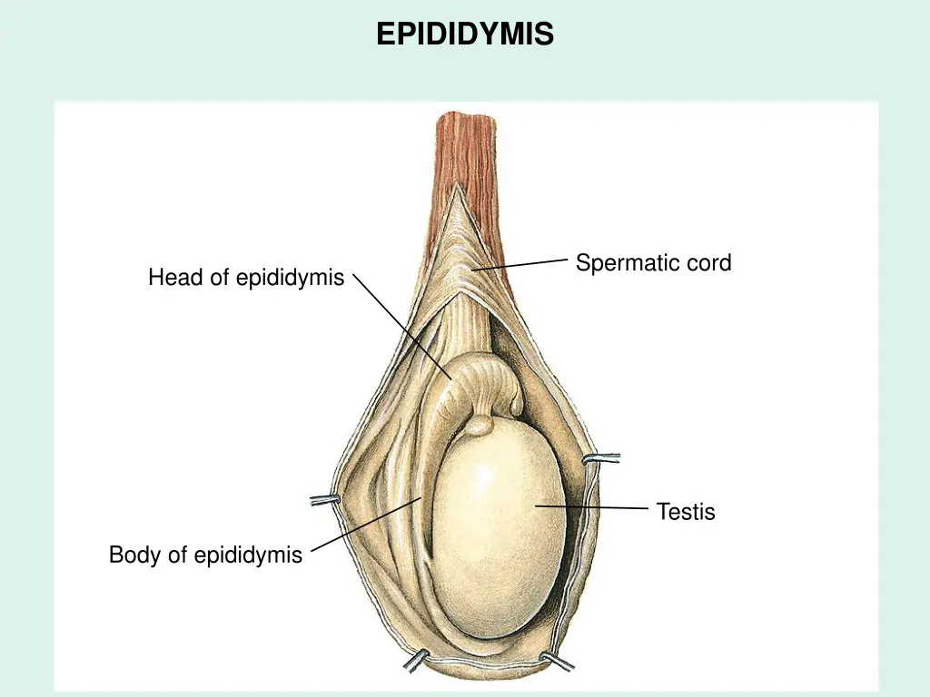 epididymis