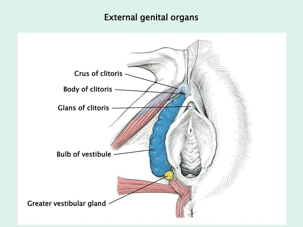 external genital organs 1