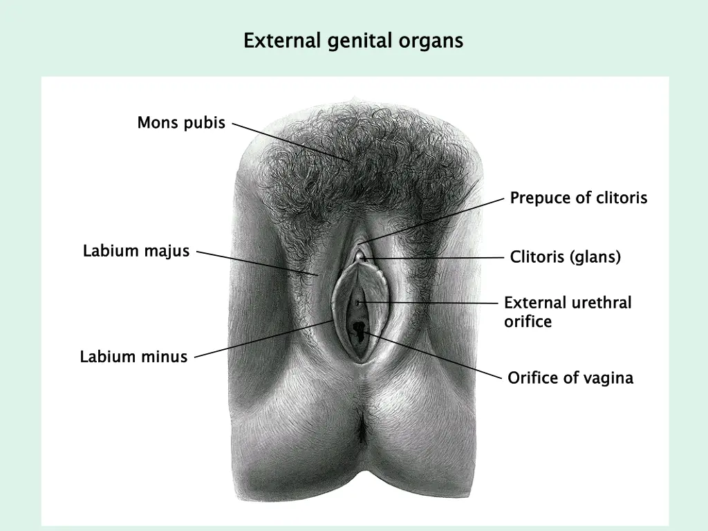 external genital organs