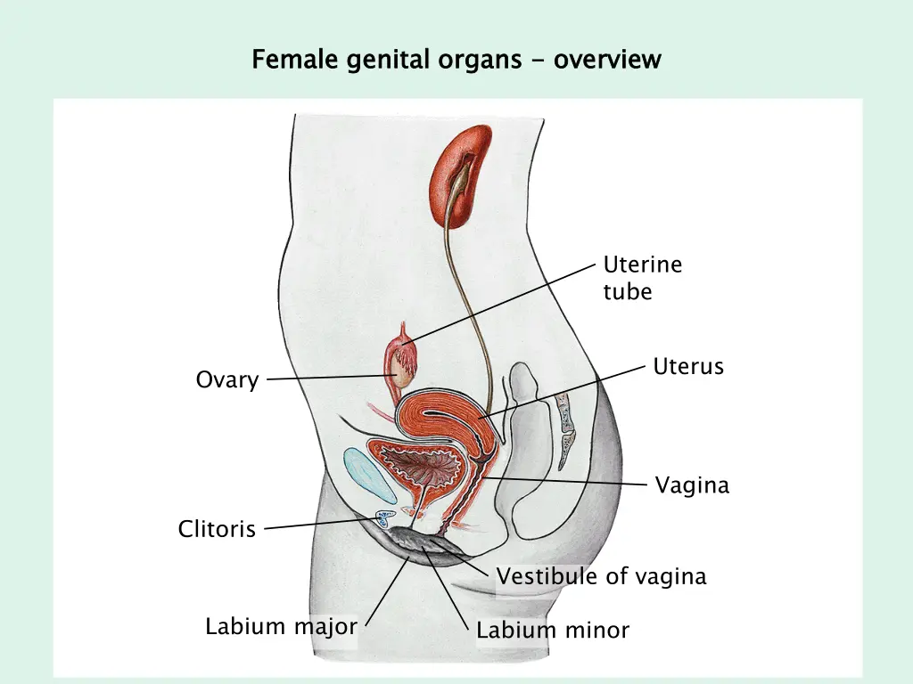 female genital organs 1