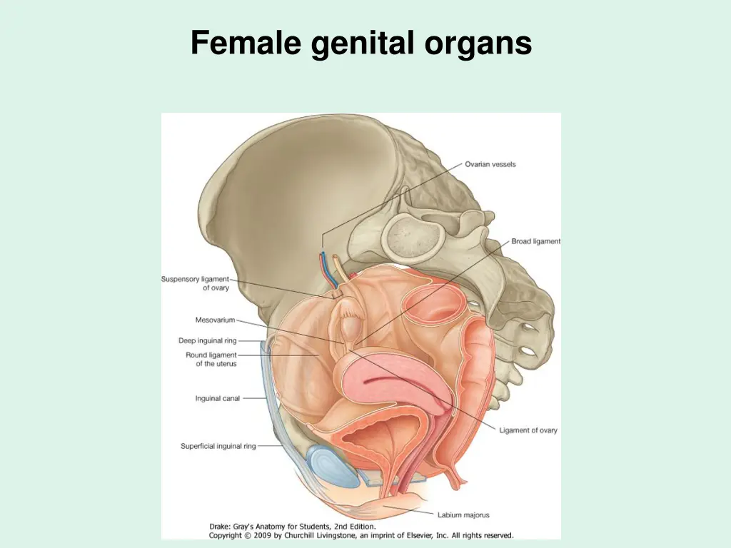 female genital organs 2