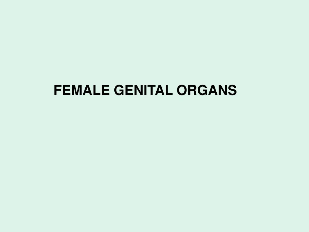 female genital organs