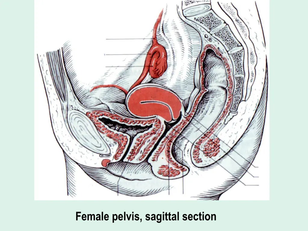 female pelvis sagittal section