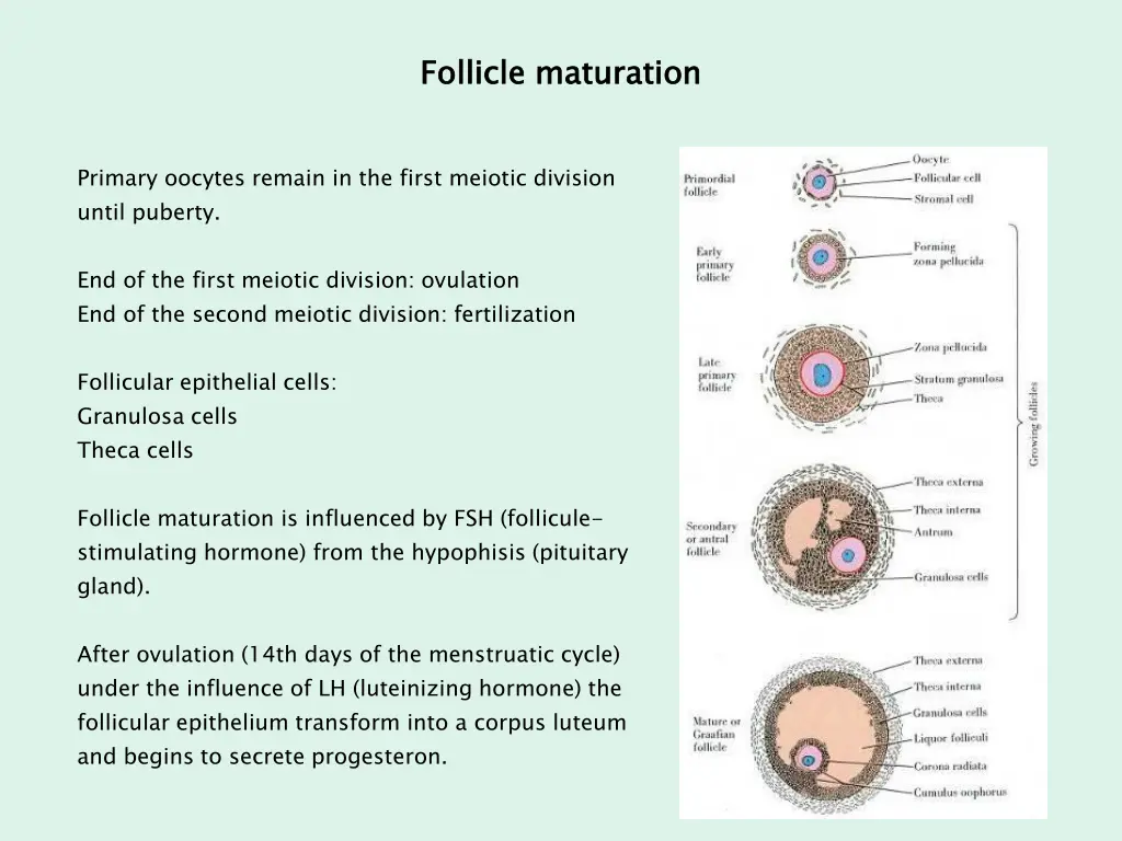 follicle maturation