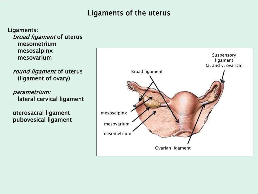 ligaments of the uterus