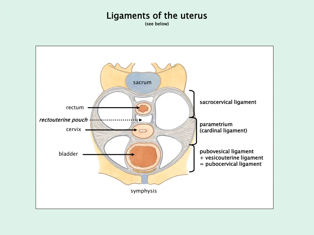 ligaments of the uterus see below