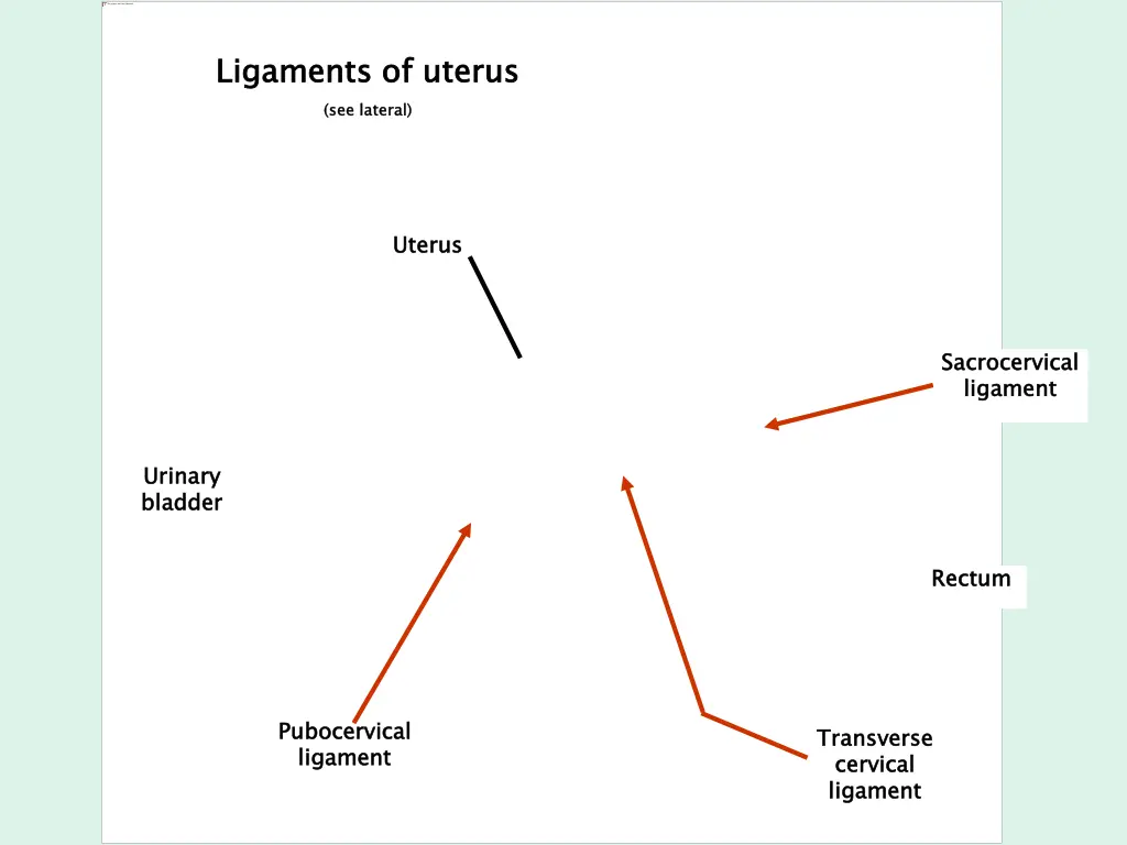 ligaments of uterus see lateral