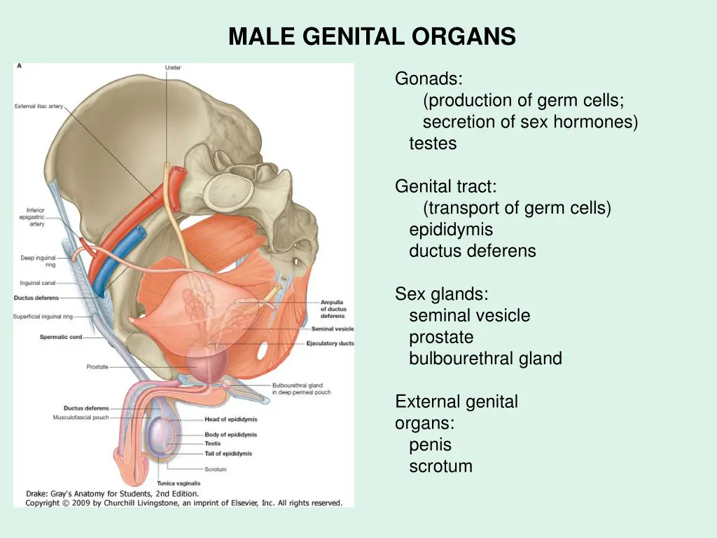 male genital organs 1