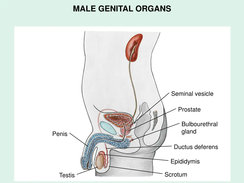 male genital organs 2