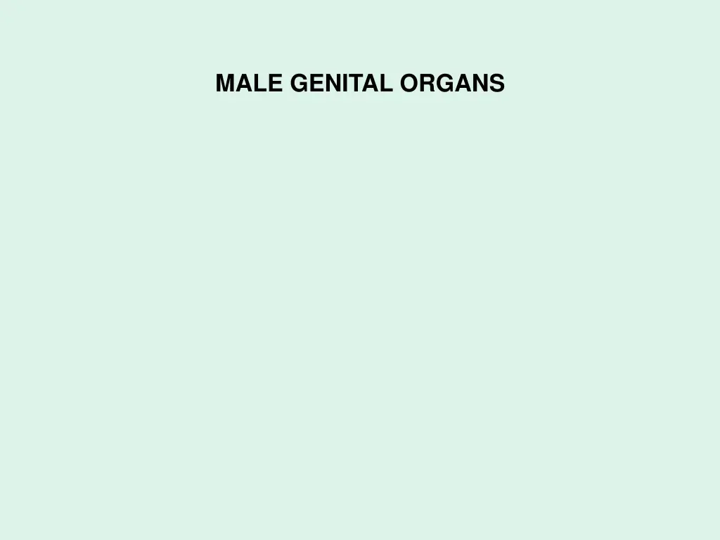 male genital organs