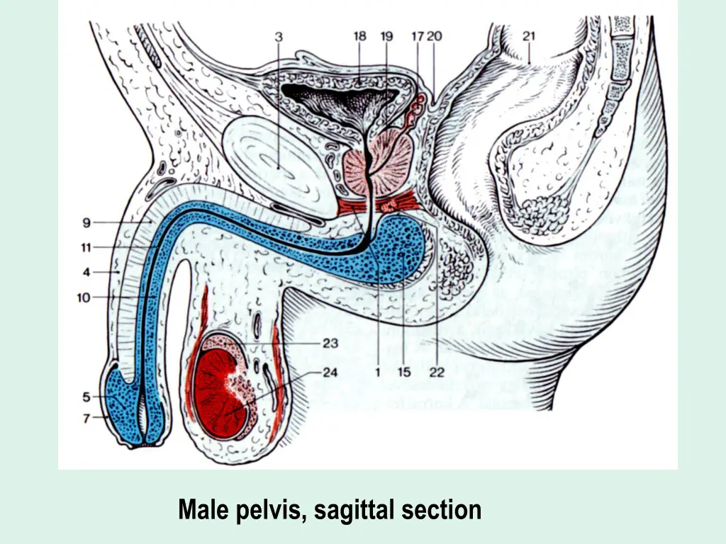 male pelvis sagittal section