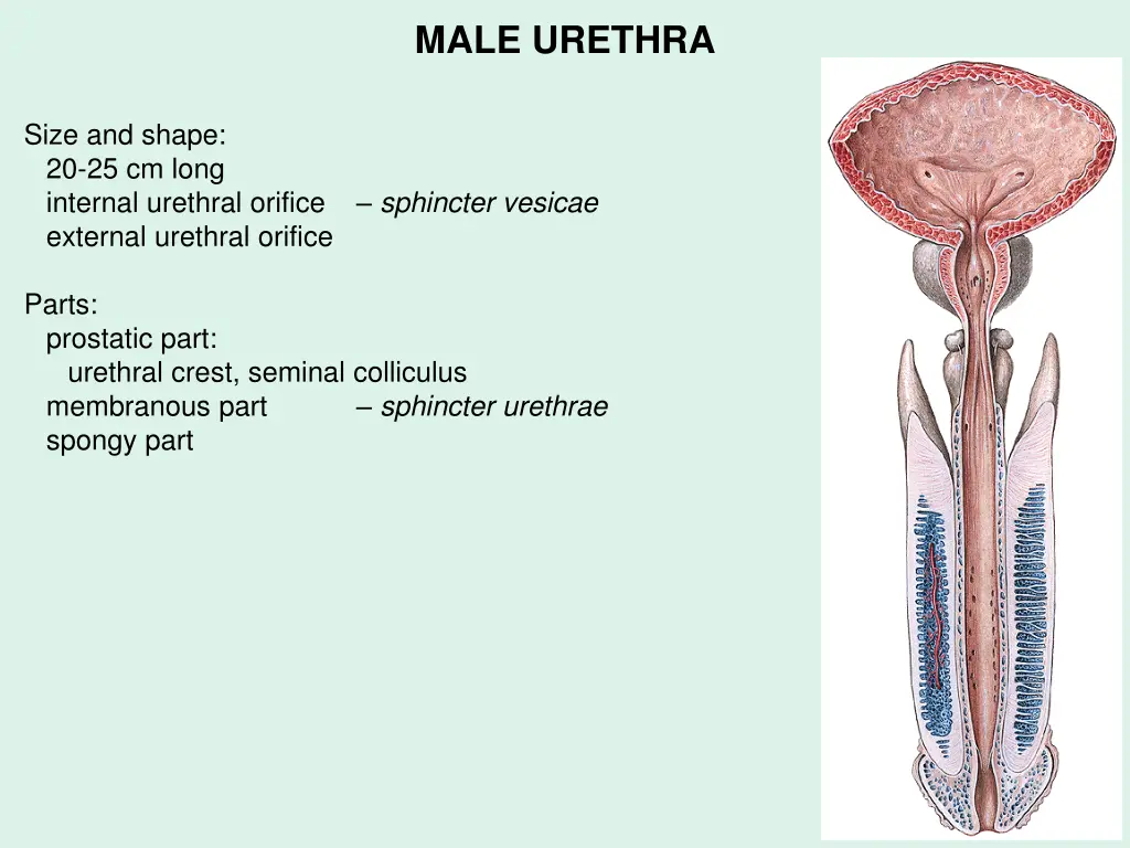 male urethra 1