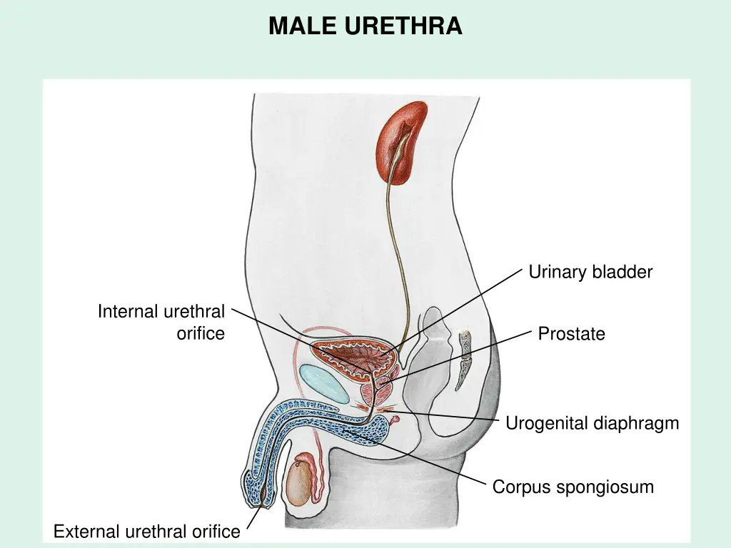 male urethra