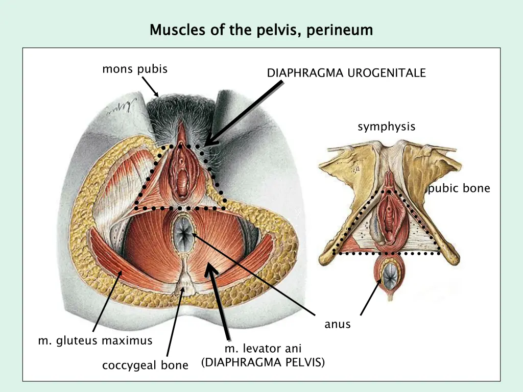 muscles of the pelvis perineum