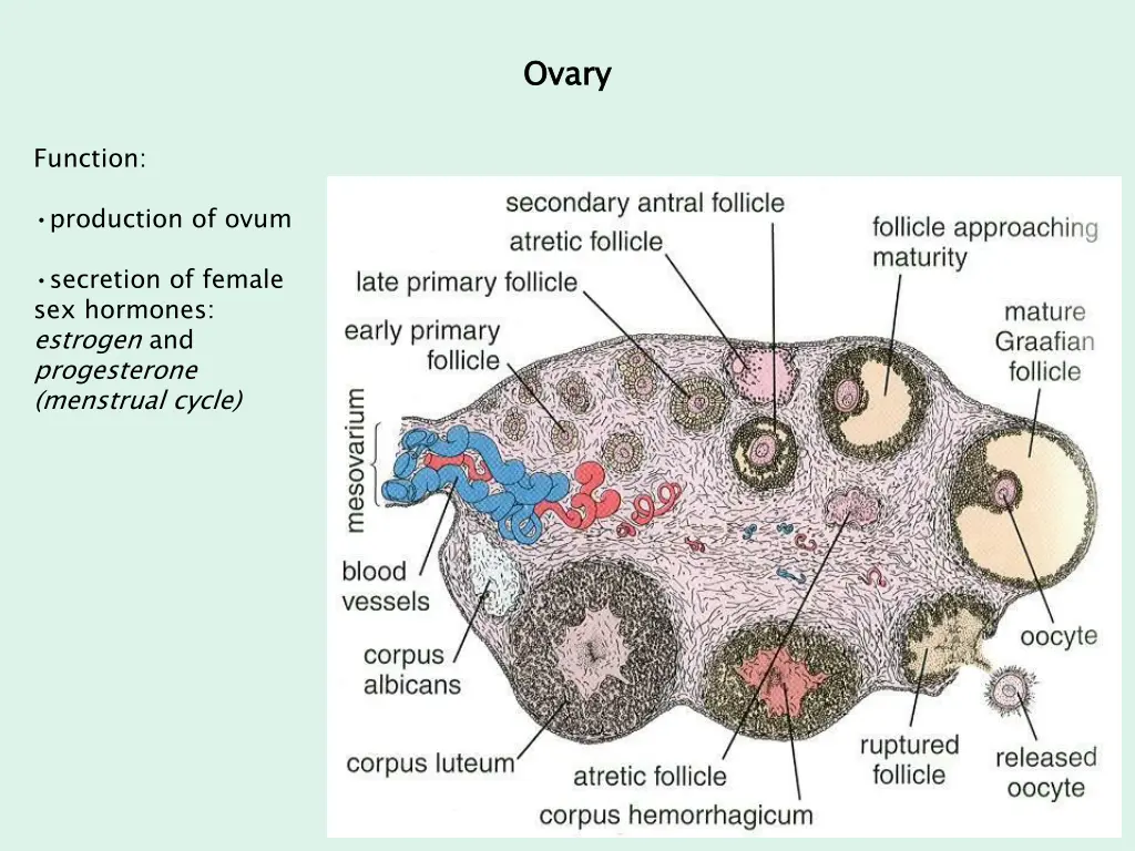 ovary