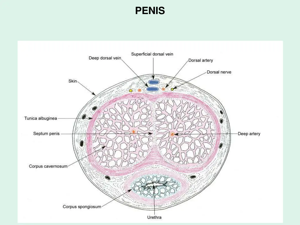 penis 2