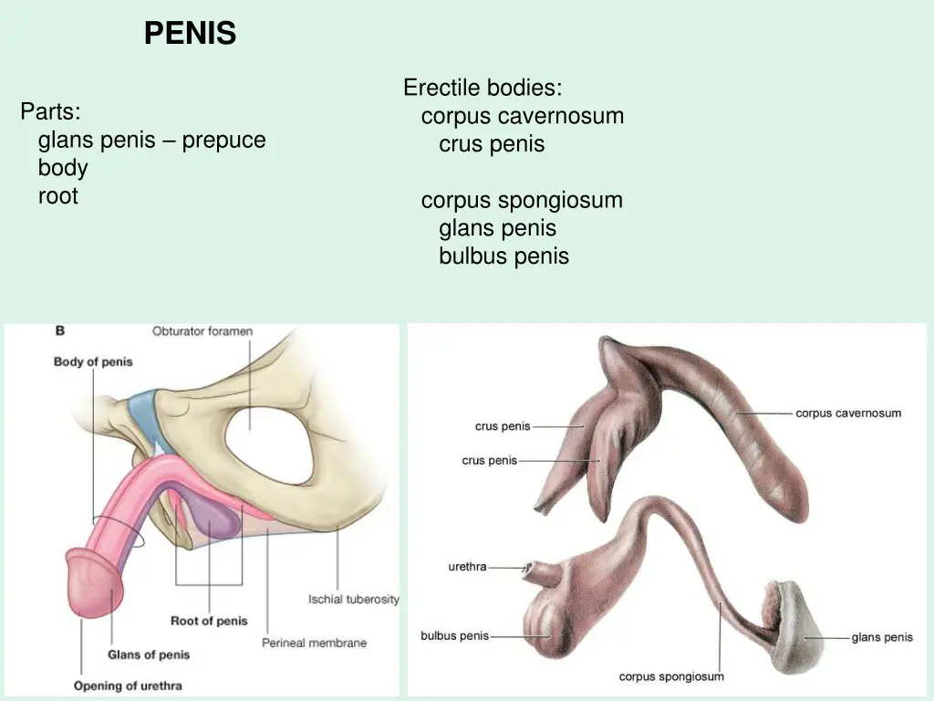 penis