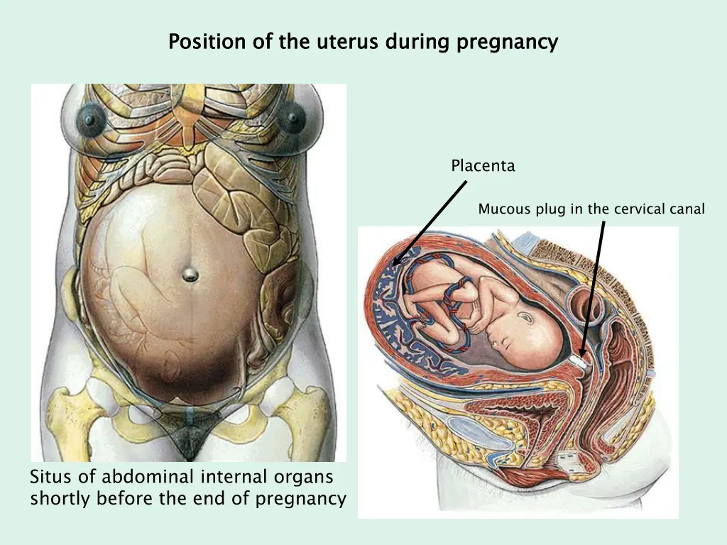 position of the uterus during pregnancy