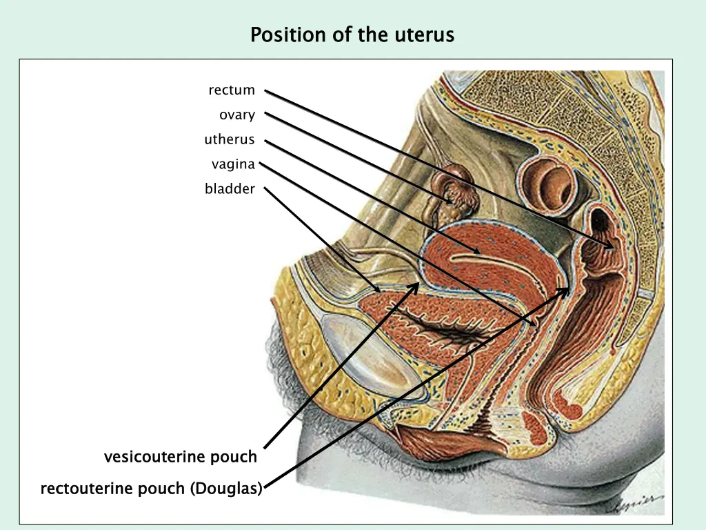 position of the uterus