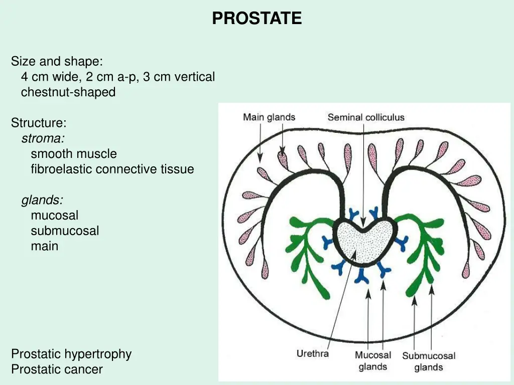 prostate