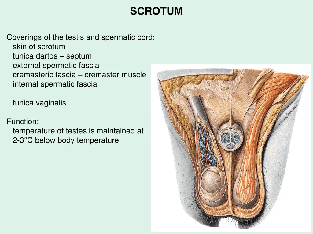 scrotum