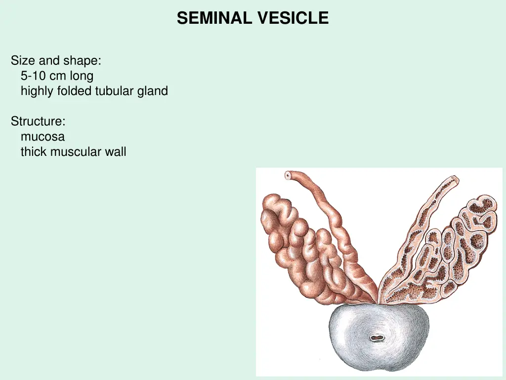 seminal vesicle