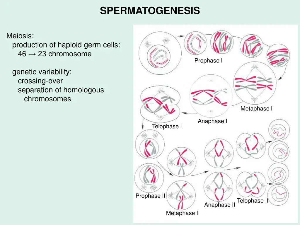 spermatogenesis 1