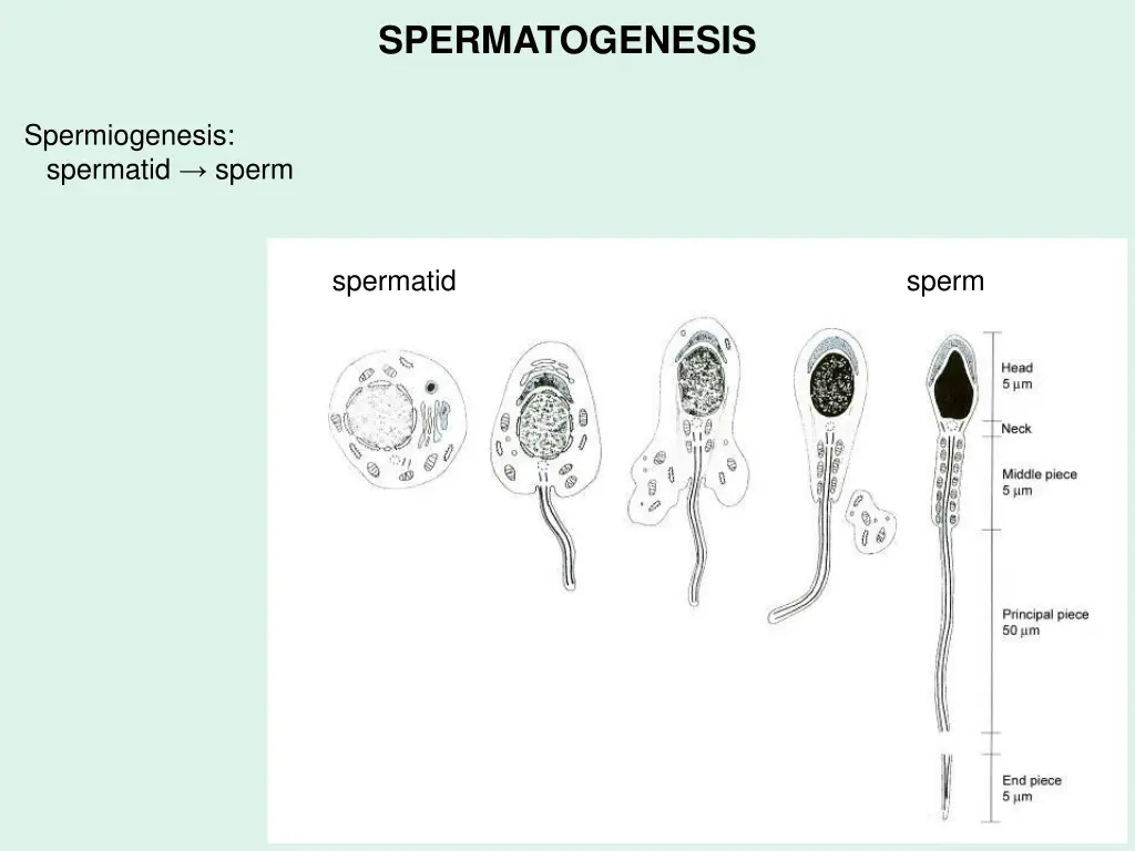 spermatogenesis 2