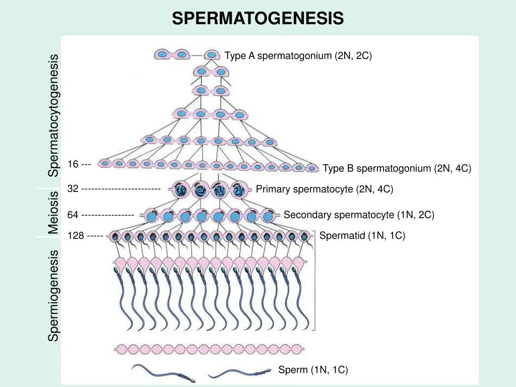 spermatogenesis