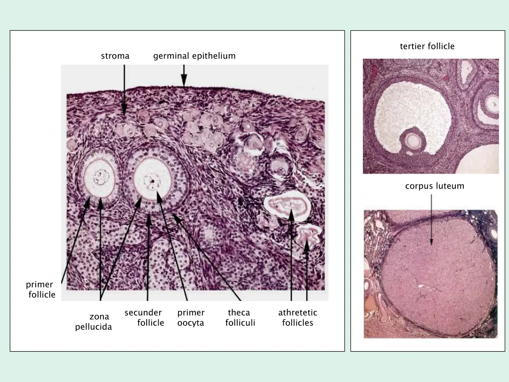 tertier follicle