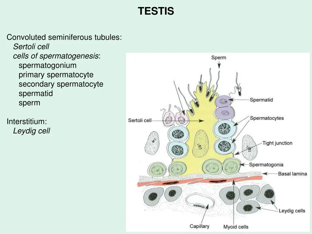 testis 1