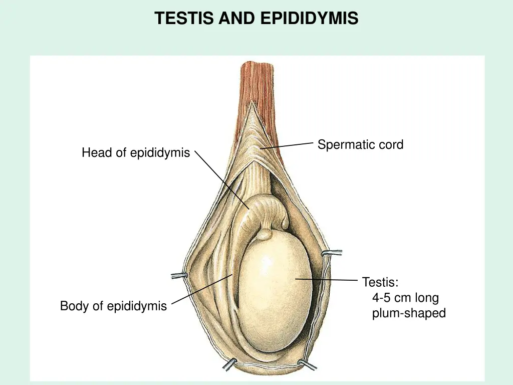 testis and epididymis